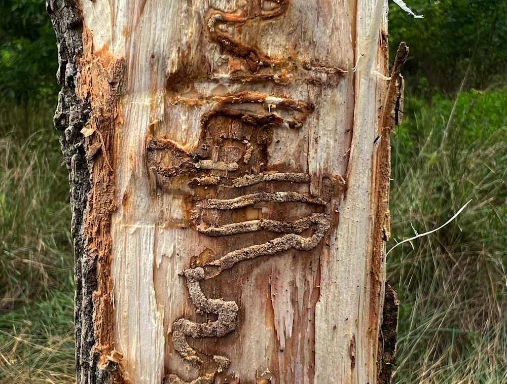 A damaged ash wood tree, damaged from emerald ash borer.