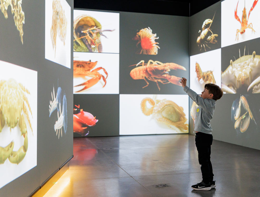 A child taking photos of the Animals of Earth Exhibition.