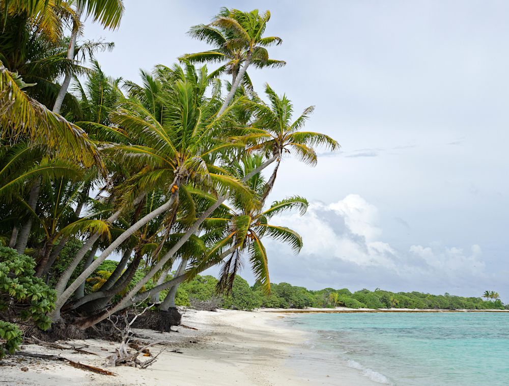 A beach with palm trees.