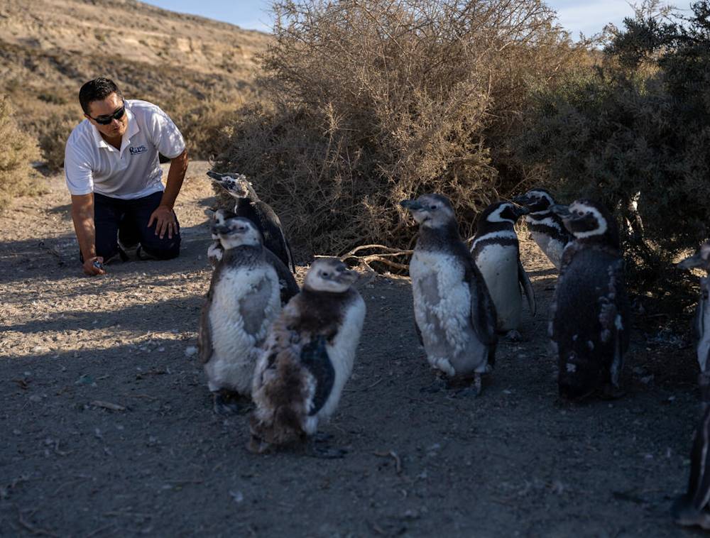 National Geographic Explorer Pablo “Popi” Garcia Borboroglu interacting with a group of penguins.