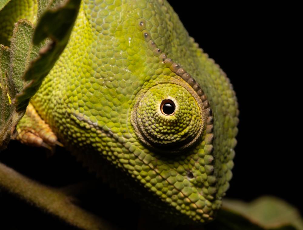 A close up photo of a Chameleon. 