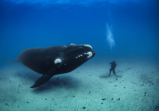Ballena y buzo bajo el agua.