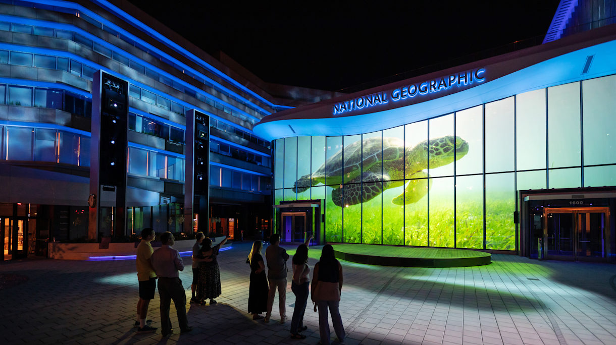 A nighttime scene of the Museum of Exploration's courtyard with a large projection of a turtle on the front of the museum.