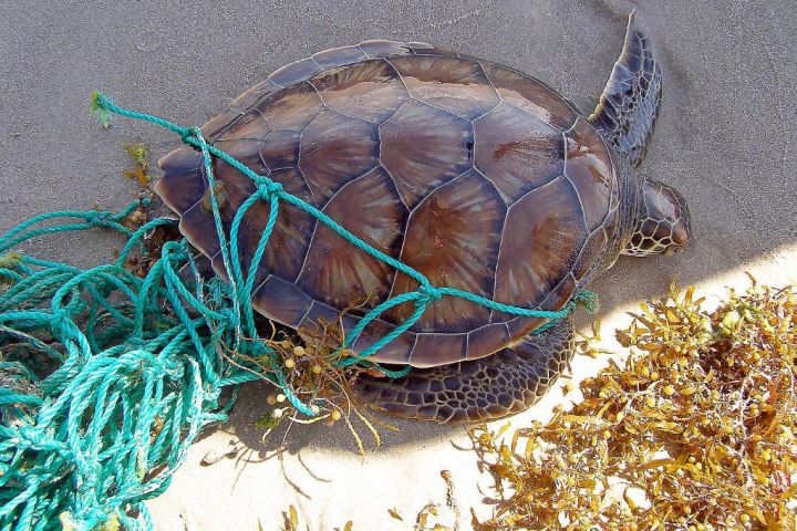 Picture of a turtle in a net.