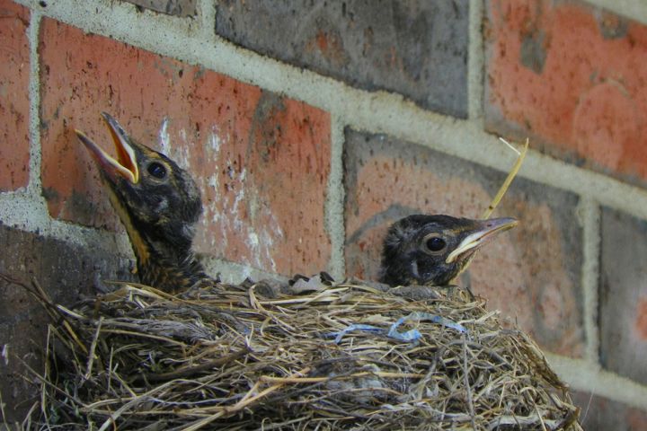 Photograph of hatchlings.