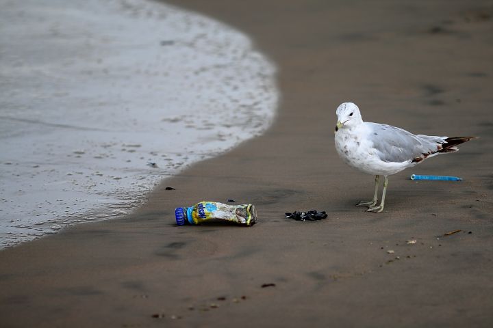 Picture of birds with trash cans.