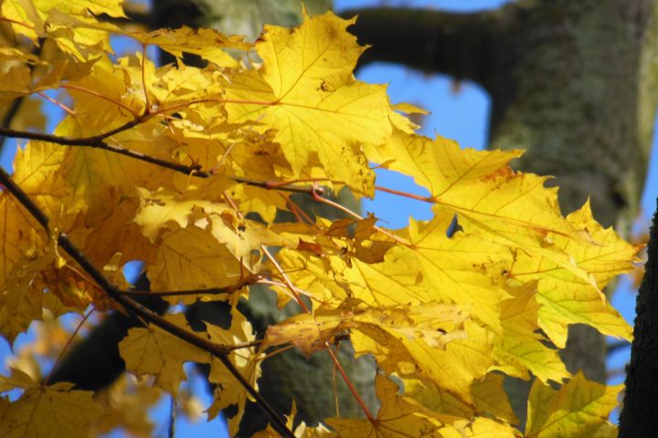 Picture of bright yellow leaves.
