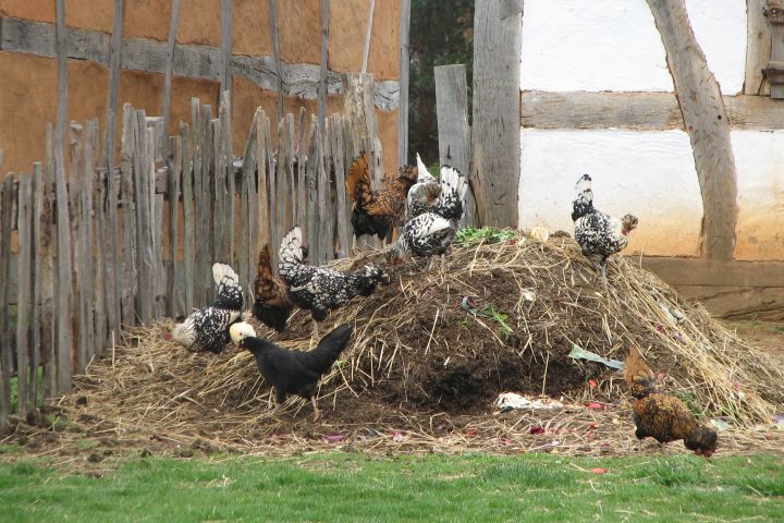 Picture of chickens on a compost pile.