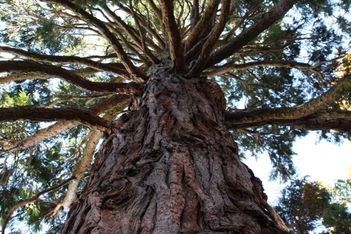 Photograph of a tree.