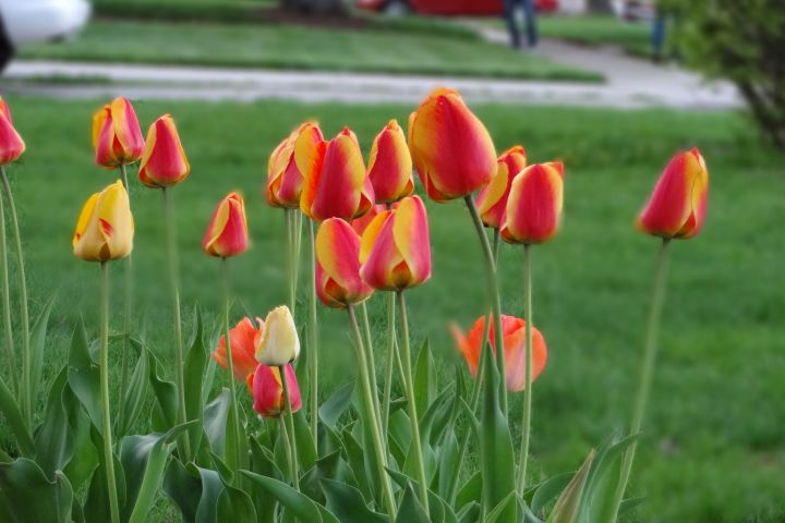 Picture of flowers.