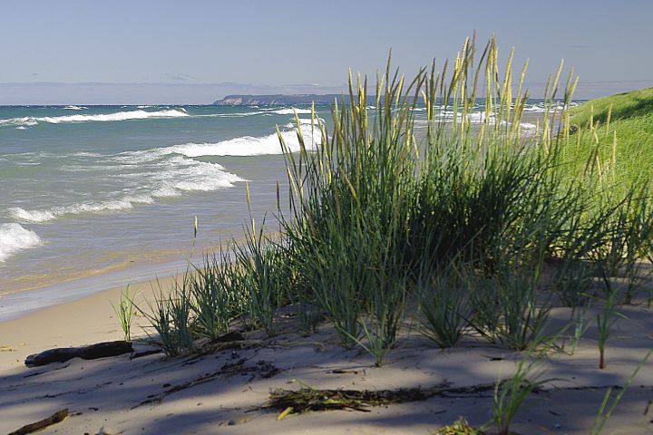 Picture of grass at the beach.