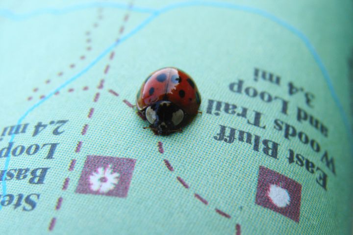 Photograph of a ladybug on a map.