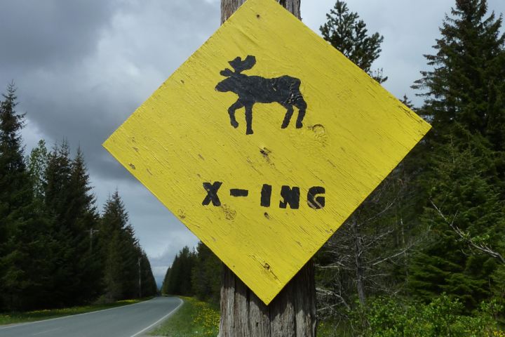 Photograph of a moose-crossing sign.