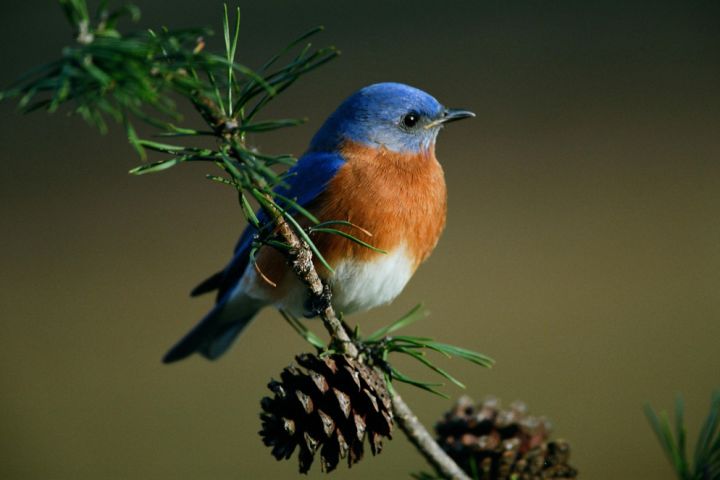 Photograph of a bird on a branch.