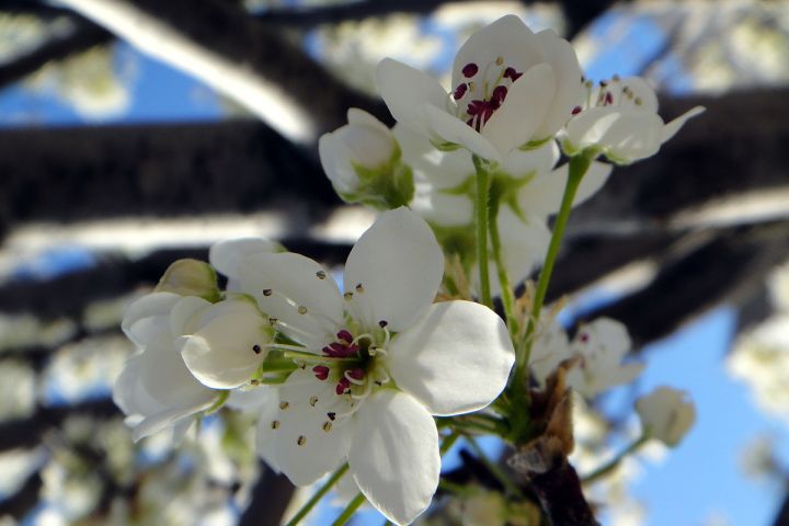 Photo of a flower blossom.