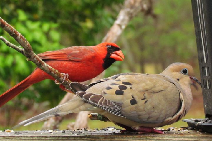 Picture of a mourning dove and a cardinal.