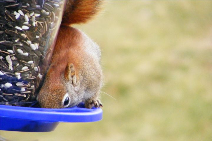 Picture of a squirrel at a bird feeder.