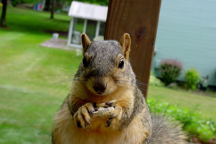 Picture of a squirrel.