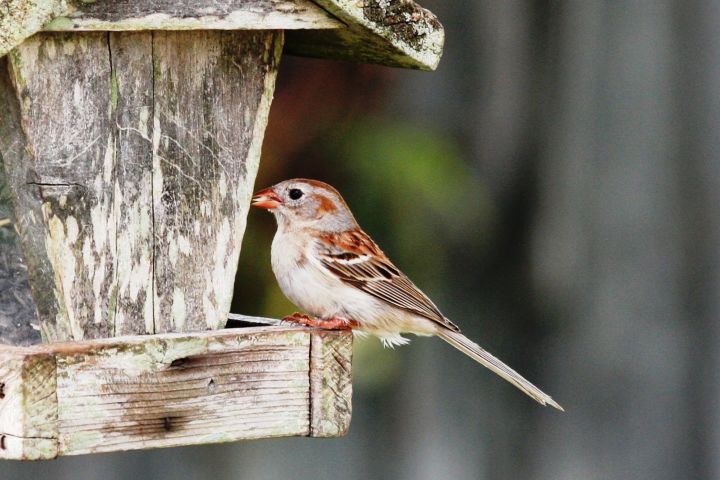 Picture of a sparrow.