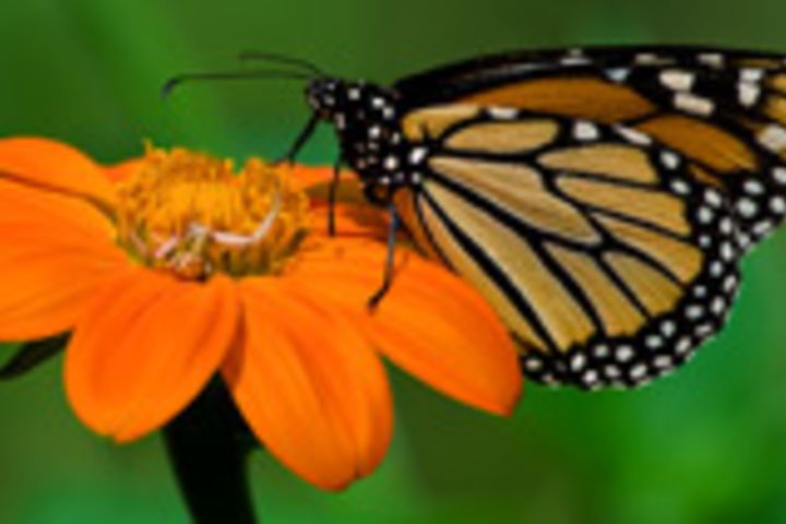 Photo of a butterfly on a flower.