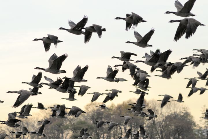 Picture of flying geese.