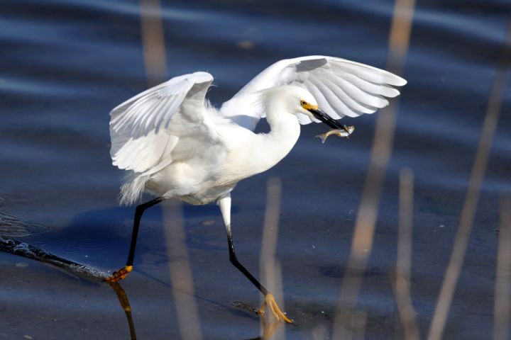 Photo: Egret walking with fish in it's mouth.