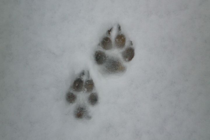 Picture of tracks in the snow.