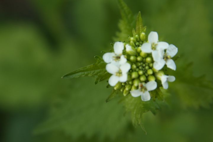 Photo of garlic mustard.