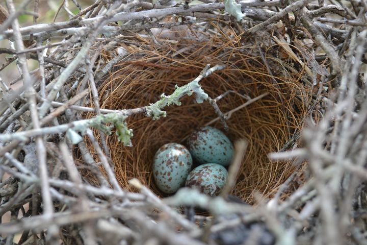 Photo of a bird's nest with eggs.