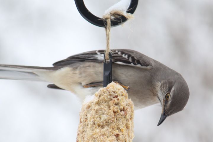 Photo of a bird at a feeder.