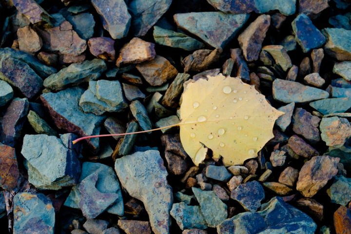 Photograph of rocks and a leaf.