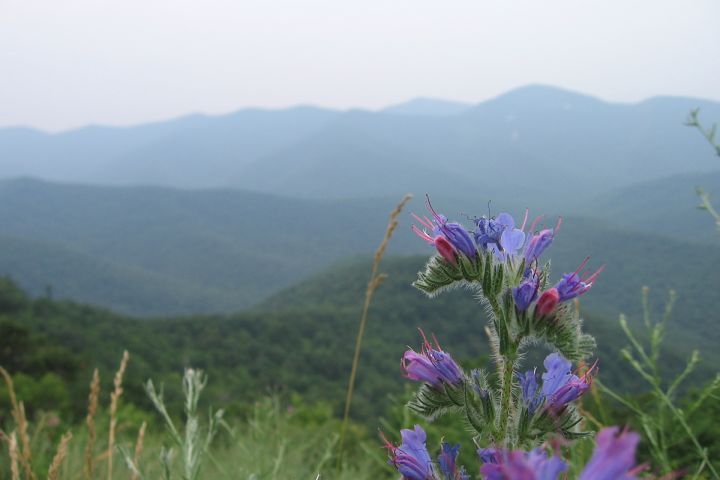 Photo of flowers on a mountaintop.