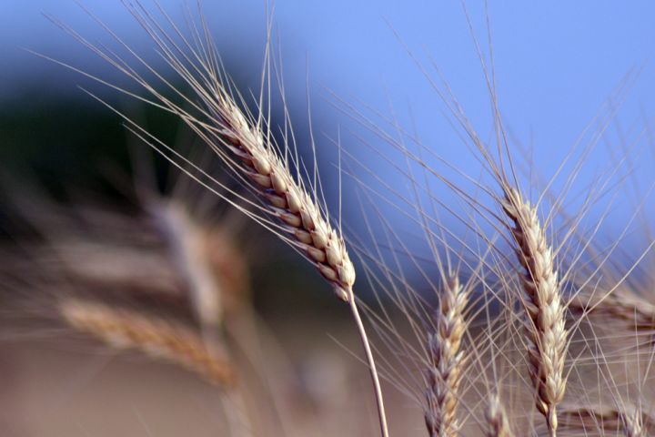 Photograph of agricultural product wheat.