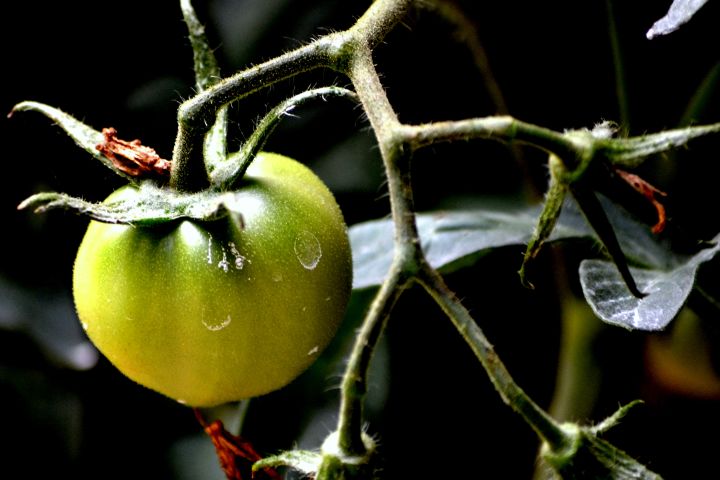 Picture of a tomato.