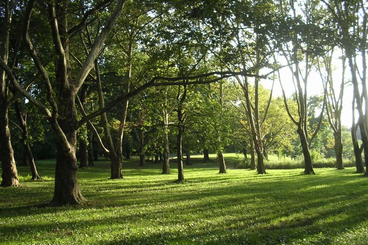 Picture of light flooding trees.