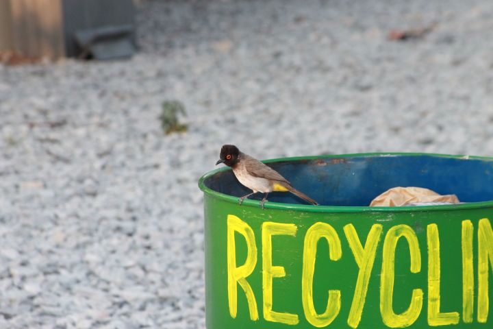 Picture of a recycling bin.