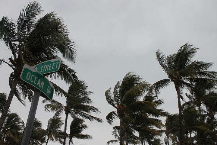 Picture of palm trees in the wind.