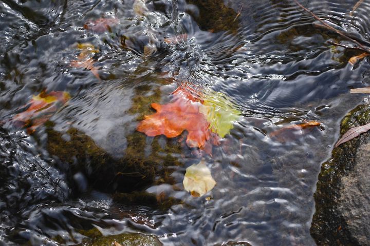 Picture of leaves in a river.