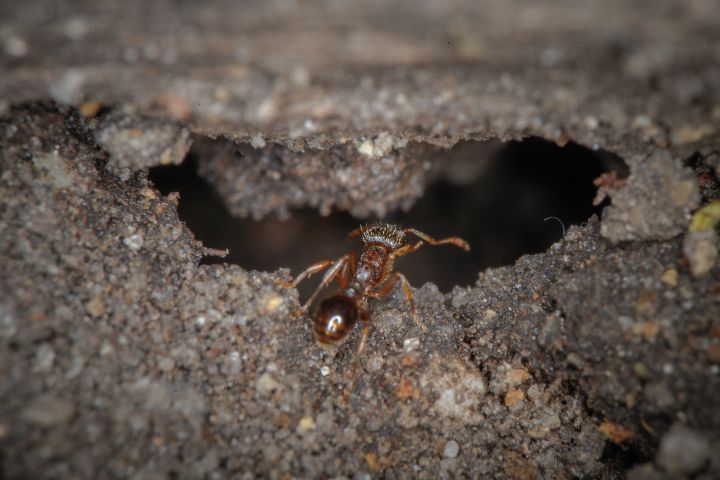Picture of an ant.