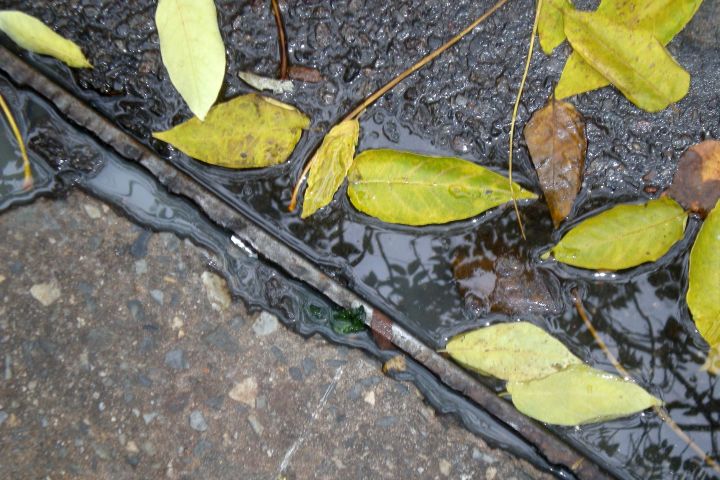 Picture of leaves in a puddle.