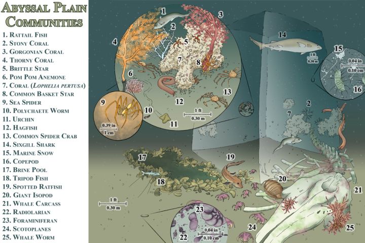 Illustration: Ecosystems on the Abyssal Plain