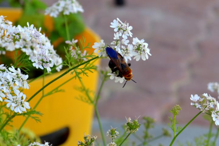 Photograph of an insect on a plotted plant.