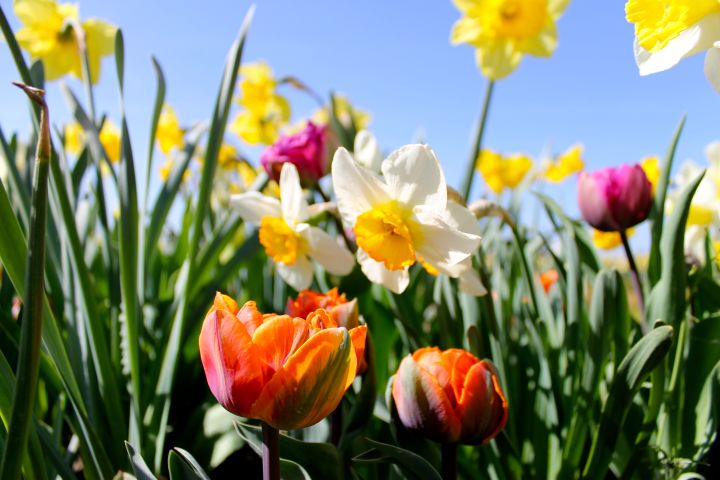 Picture of flowers in Versailles.