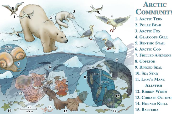 Illustration: Arctic Community
