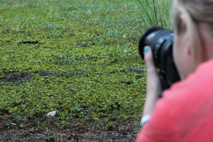 Picture of a woman photographing plants.