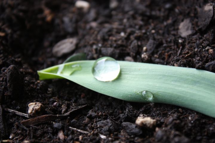 Picture of a water drop on a leaf.