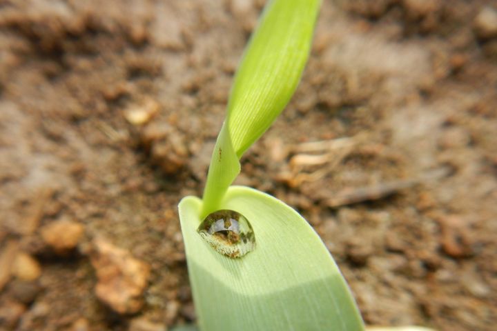 Picture of a plant.