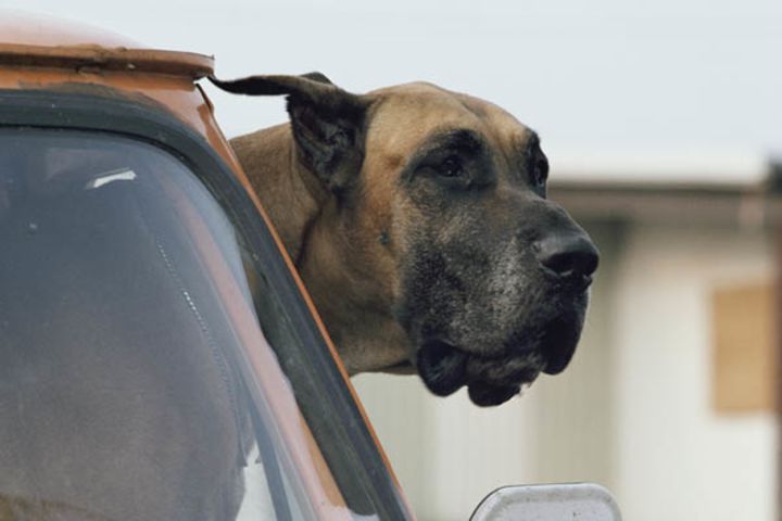 View of a Great Dane sticking its head out a window of a parked car.