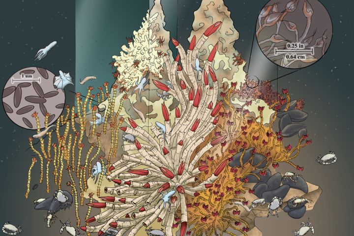 There are two known types of hydrothermal vents: black smokers and white smokers. Black smokers, like the one illustrated here, are the hottest of the vents. Black smokers spew a dark "smoke" composed mostly of iron and sulfide.