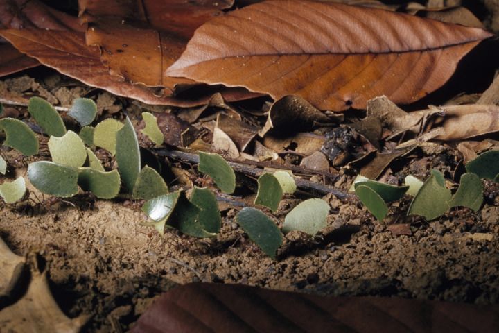Photograph of ants carrying leaves on the forest floor.